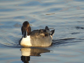 Northern Pintail 多摩川 Sat, 12/2/2017