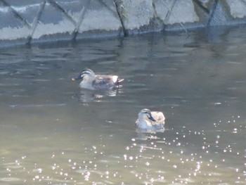 カルガモ 群馬 早川 2024年3月16日(土)