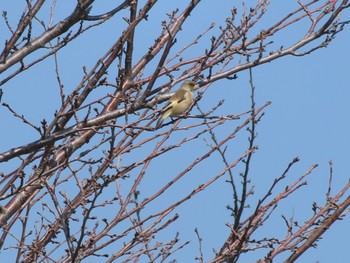 Grey-capped Greenfinch 群馬 早川 Sat, 3/16/2024