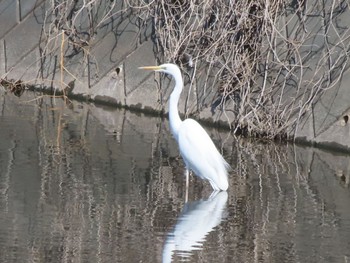 Great Egret 群馬 早川 Sat, 3/16/2024