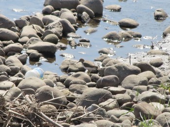 Common Sandpiper 群馬 早川 Sat, 3/16/2024