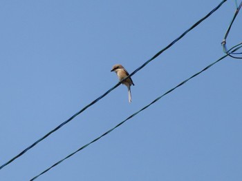 Bull-headed Shrike 群馬 早川 Sat, 3/16/2024