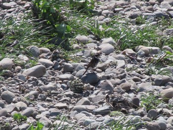 Dusky Thrush 群馬 早川 Sat, 3/16/2024