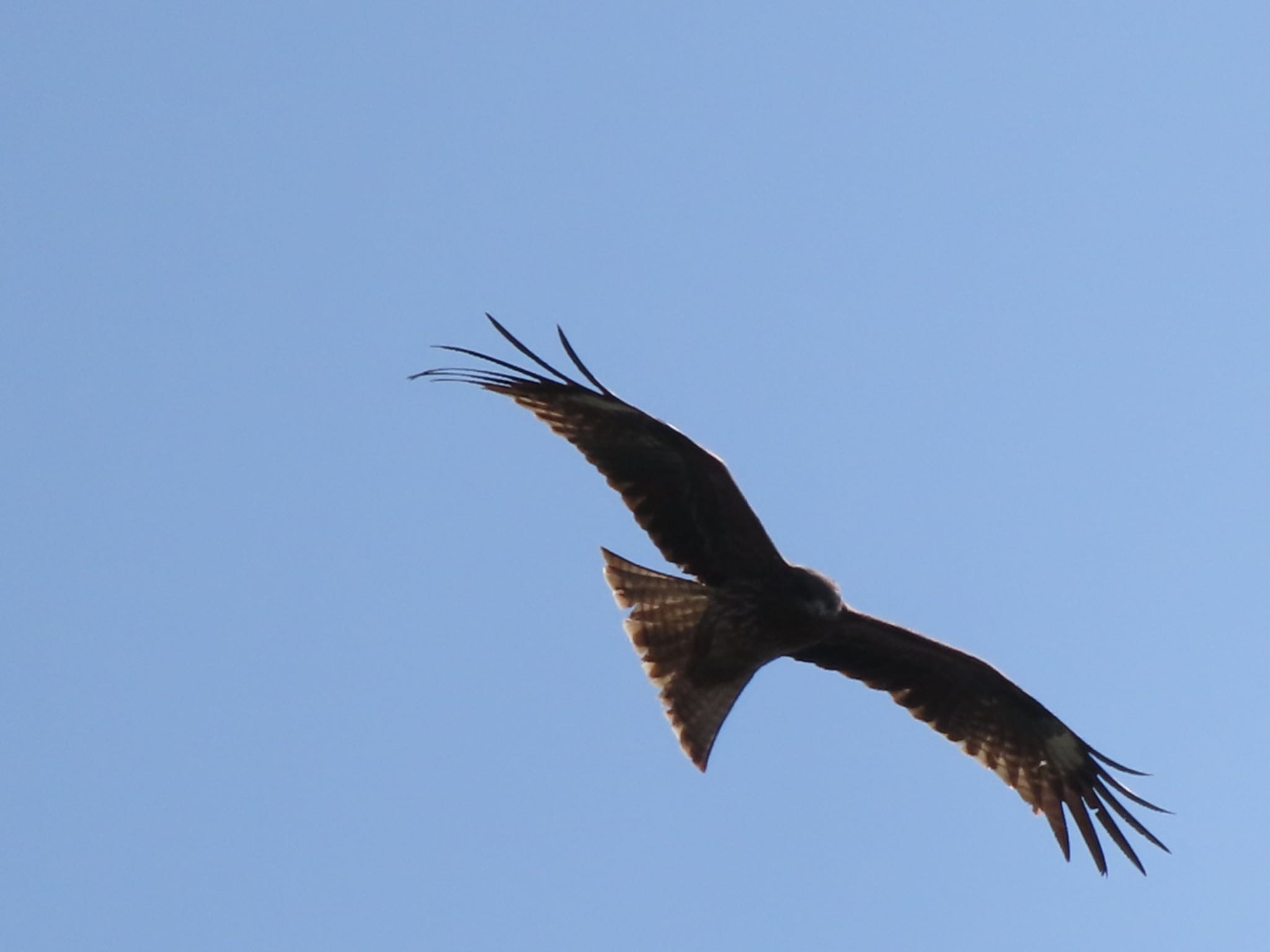 Photo of Black Kite at 群馬 早川 by アカウント12456