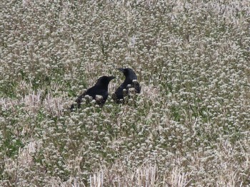 Sat, 3/16/2024 Birding report at 群馬 早川