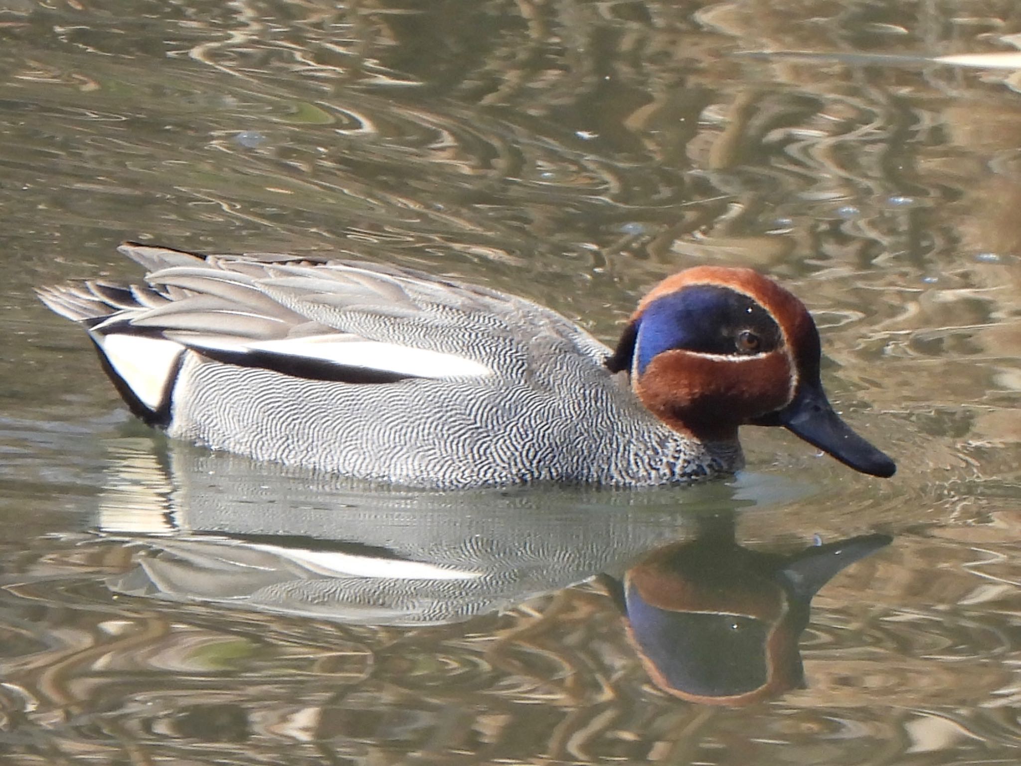 Photo of Eurasian Teal at 芝川第一調節池(芝川貯水池) by ツピ太郎