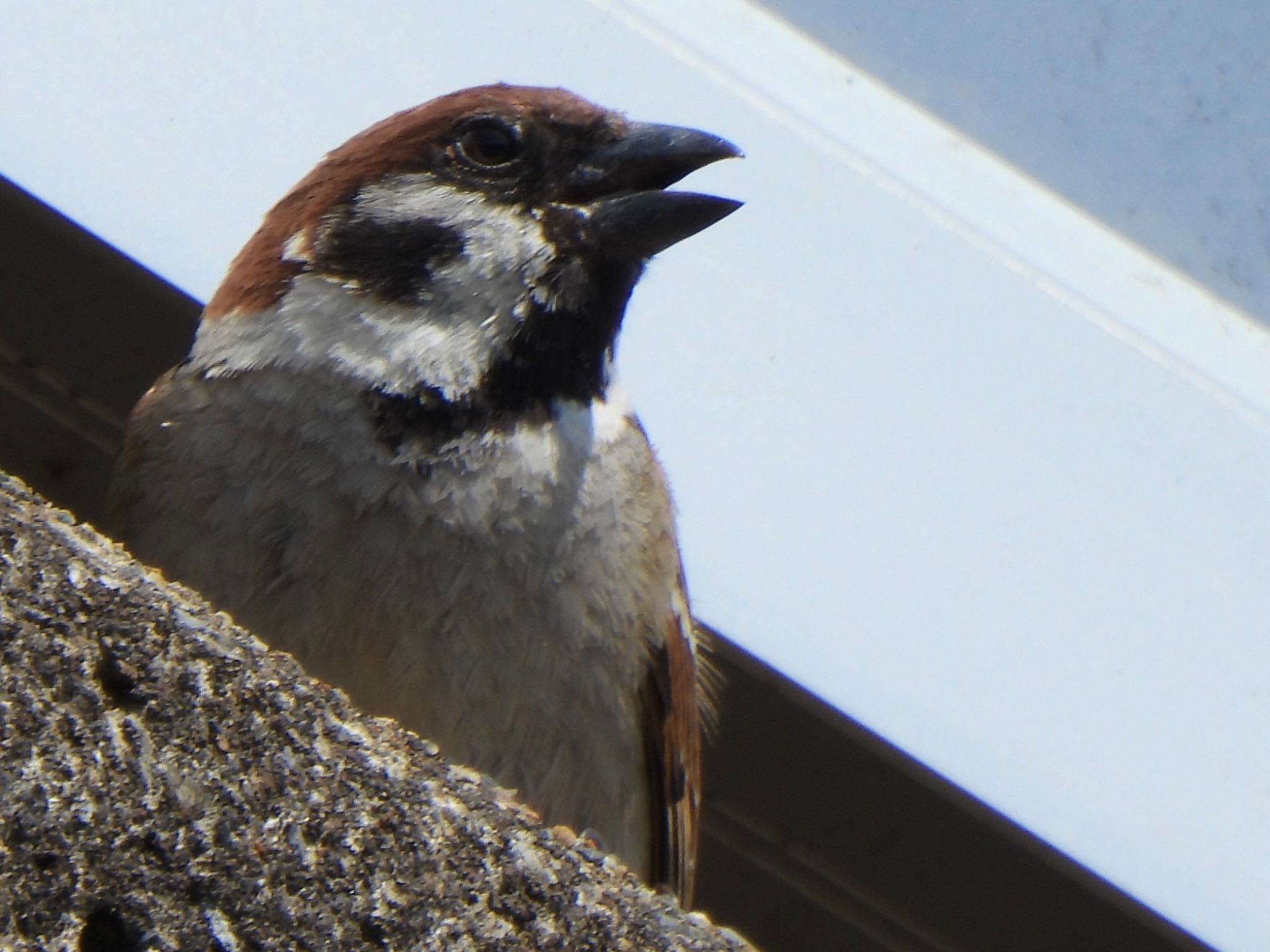 Eurasian Tree Sparrow