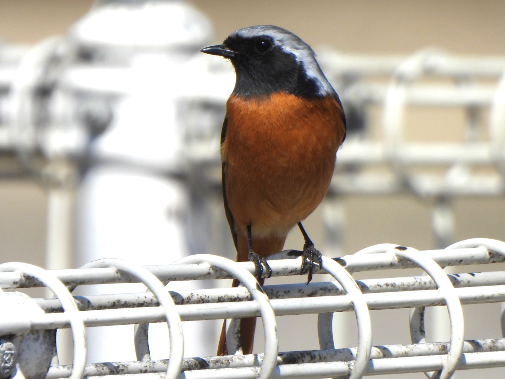 芝川第一調節池(芝川貯水池) ジョウビタキの写真 by ツピ太郎