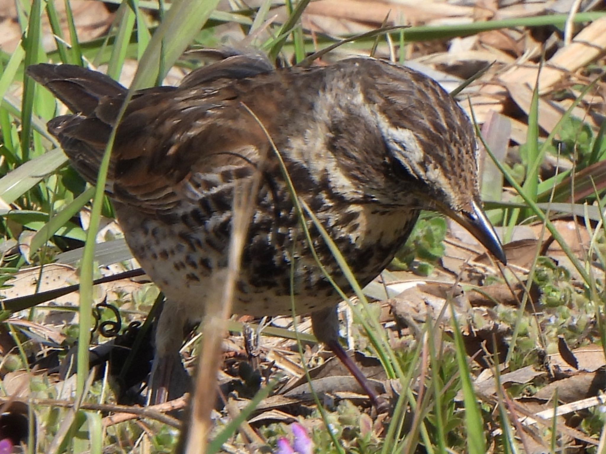 Photo of Dusky Thrush at 芝川第一調節池(芝川貯水池) by ツピ太郎