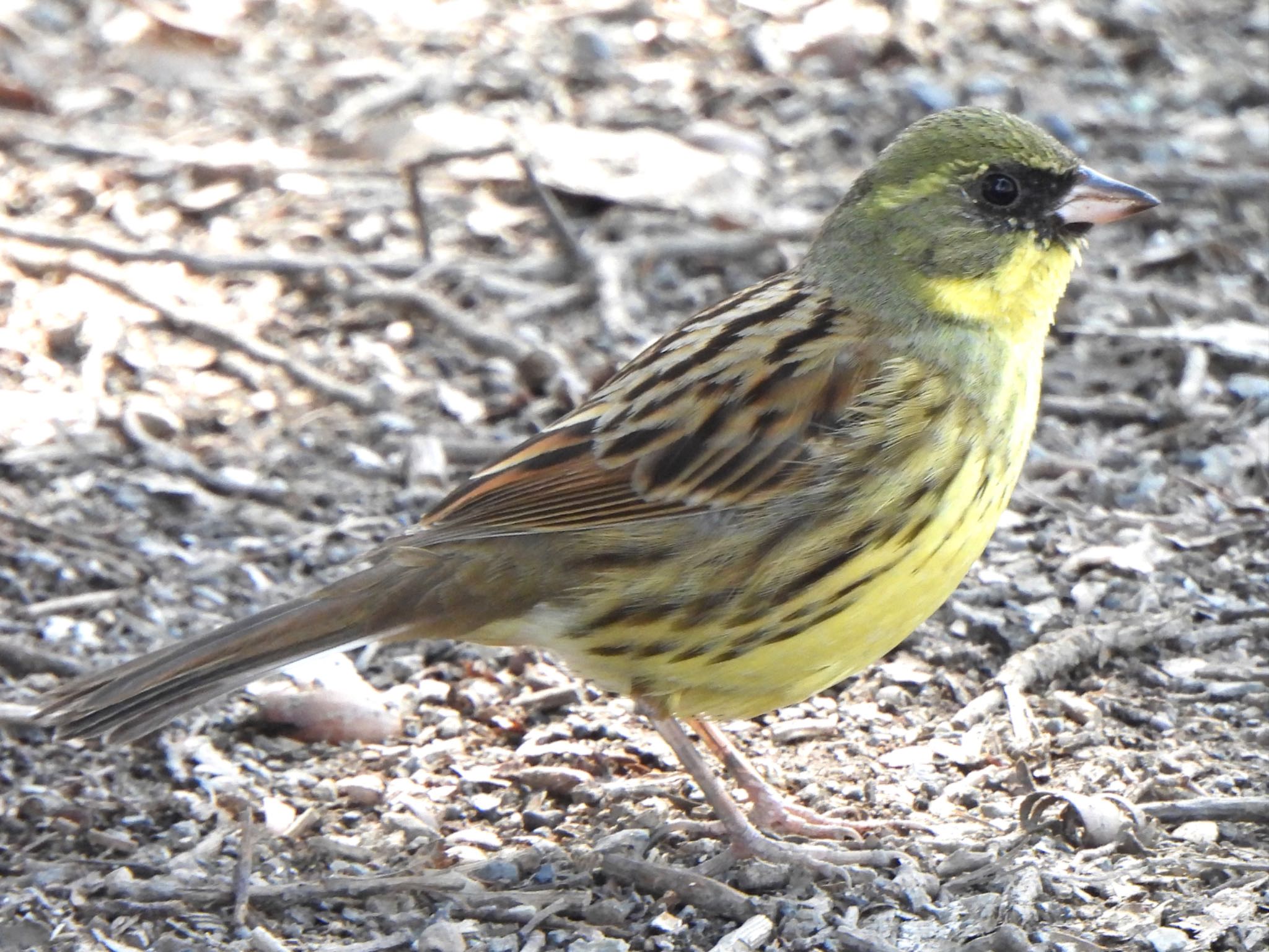 Photo of Masked Bunting at 芝川第一調節池(芝川貯水池) by ツピ太郎
