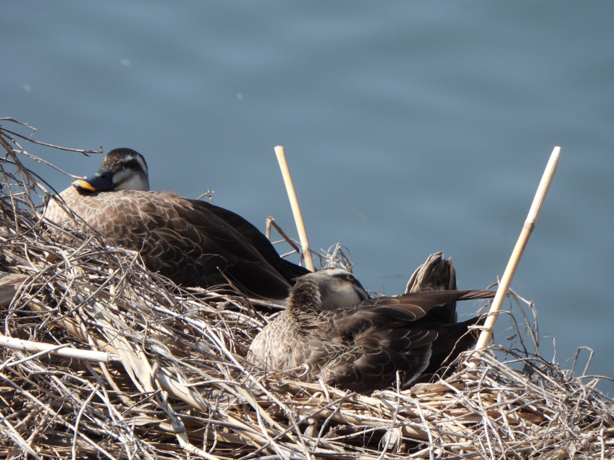 Eastern Spot-billed Duck