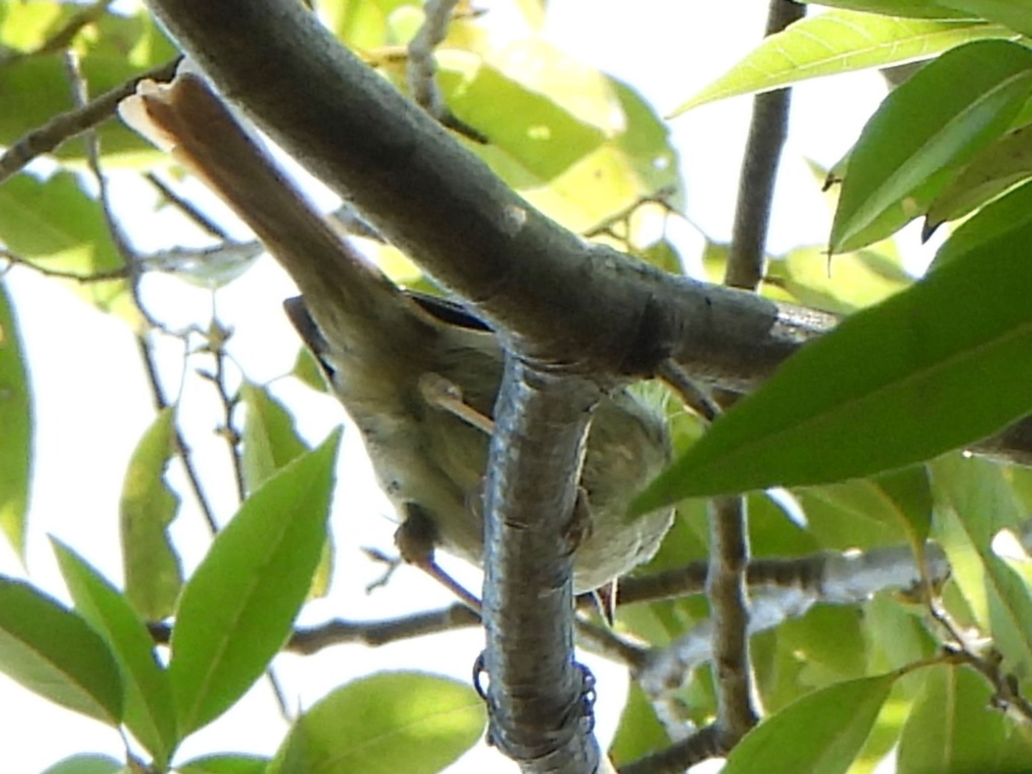 Japanese Bush Warbler