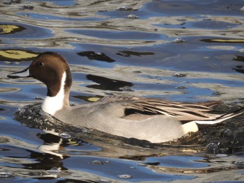 Northern Pintail 多摩川 Sun, 12/3/2017