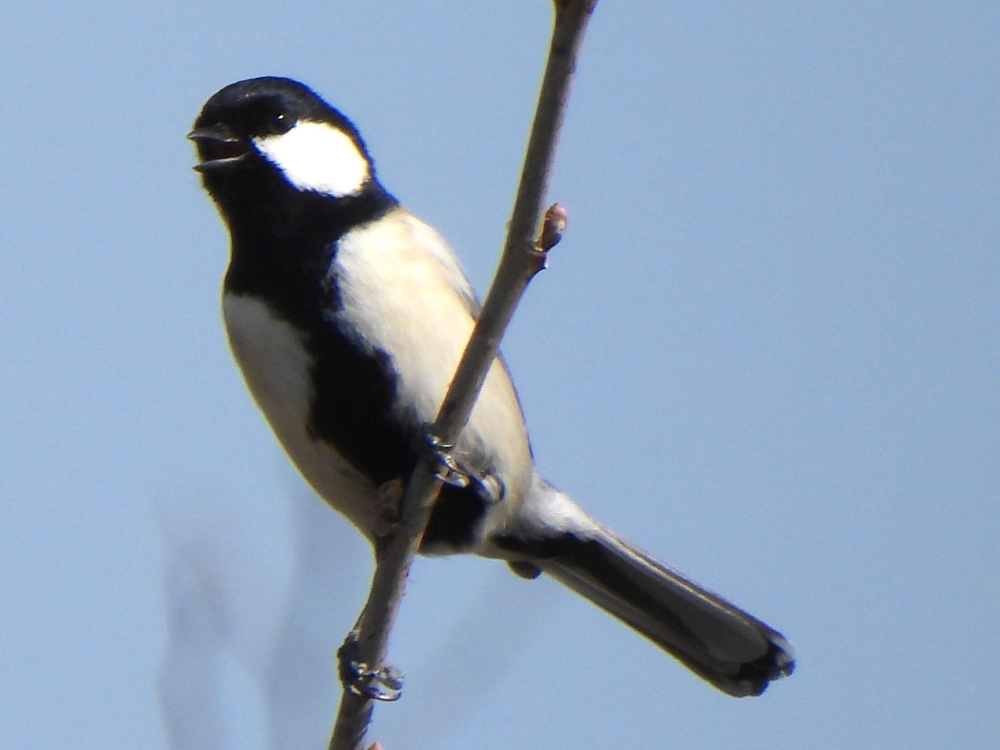 シジュウカラ