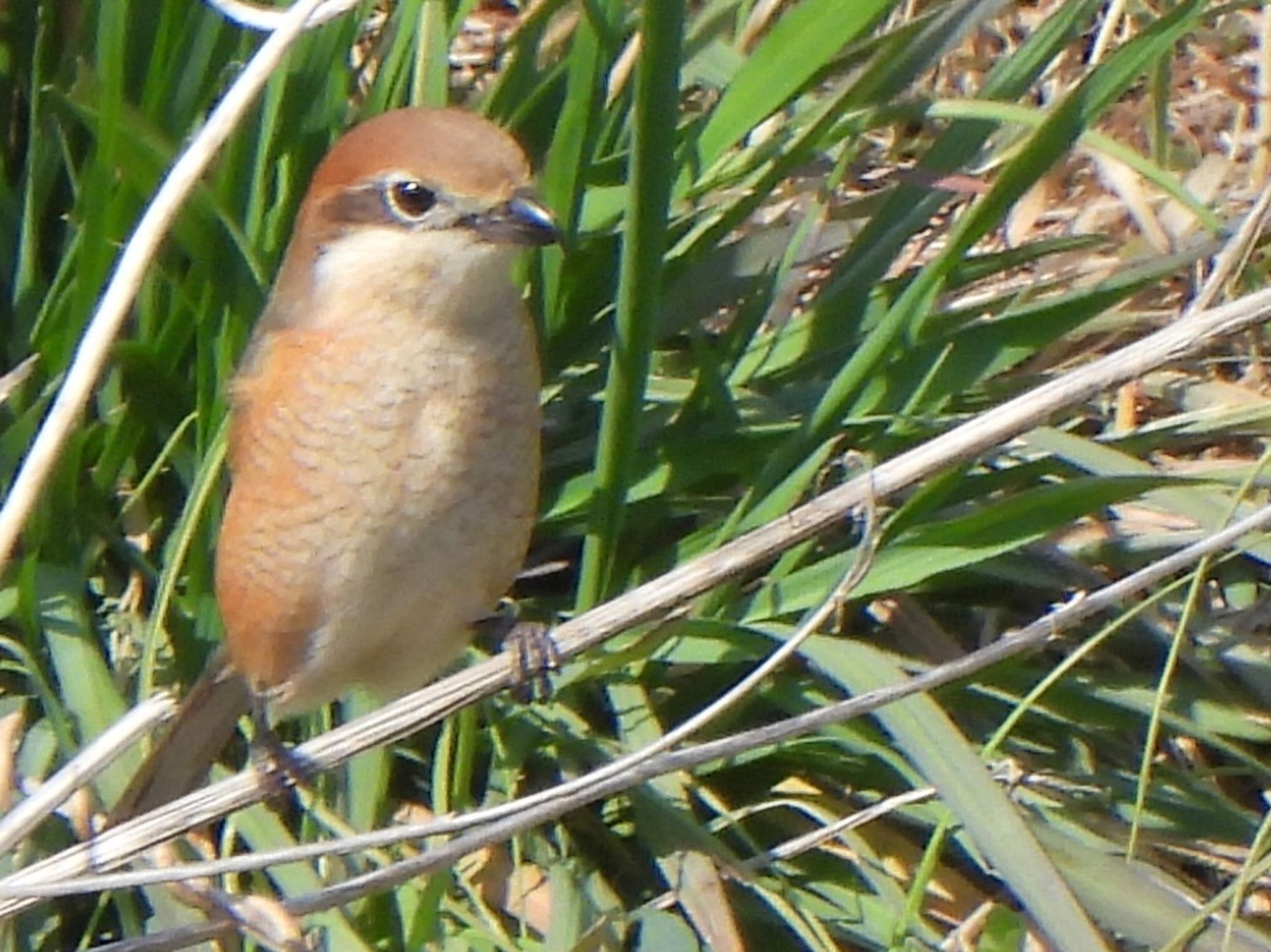 Bull-headed Shrike