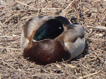 Mallard 芝川第一調節池(芝川貯水池) Sat, 3/16/2024