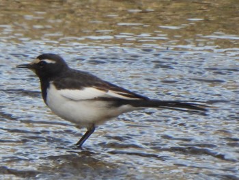 Japanese Wagtail 芝川第一調節池(芝川貯水池) Sat, 3/16/2024