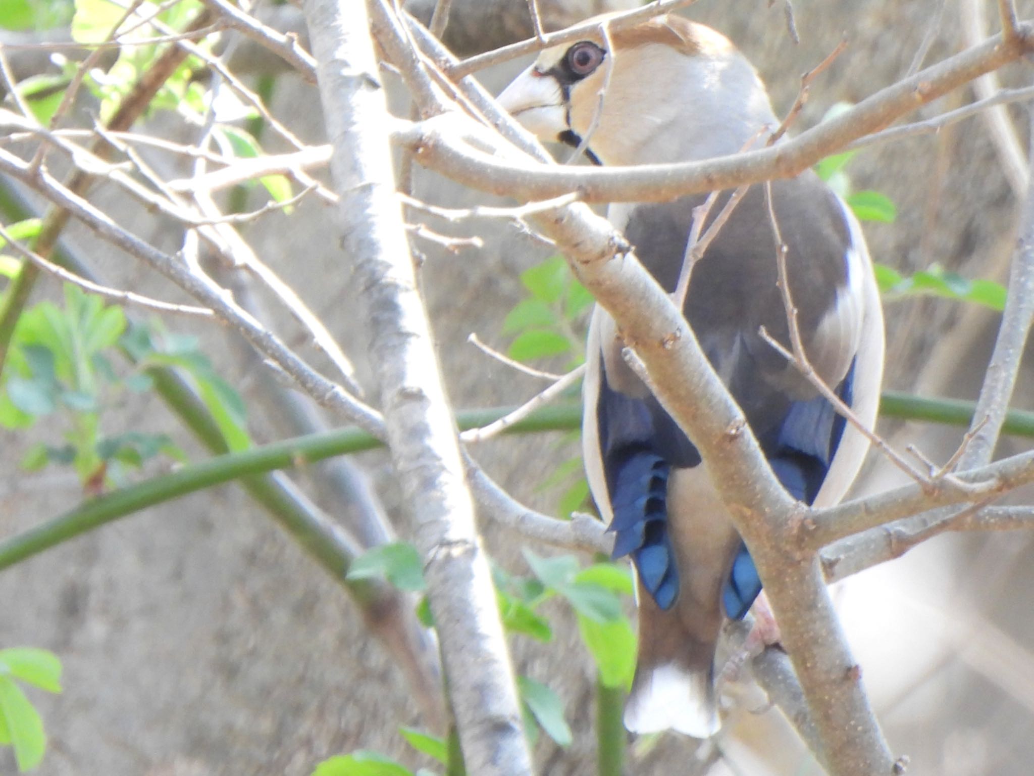 Photo of Hawfinch at 芝川第一調節池(芝川貯水池) by ツピ太郎