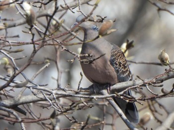 Oriental Turtle Dove 芝川第一調節池(芝川貯水池) Sat, 3/16/2024