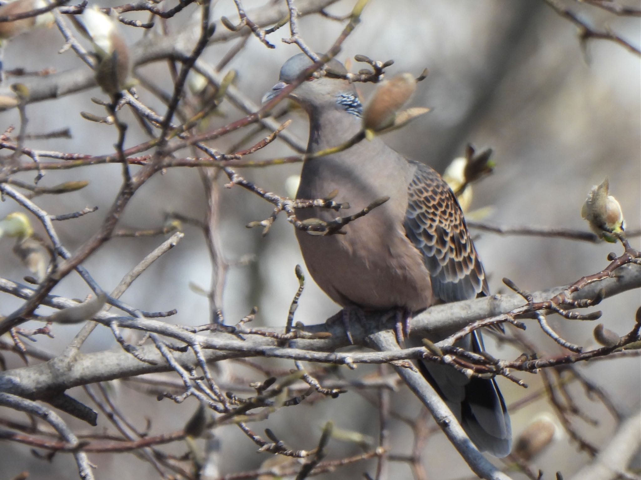 Photo of Oriental Turtle Dove at 芝川第一調節池(芝川貯水池) by ツピ太郎