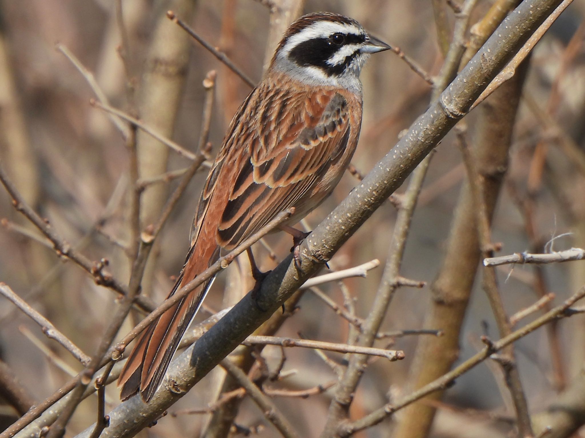 Photo of Meadow Bunting at 芝川第一調節池(芝川貯水池) by ツピ太郎