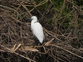 Little Egret 芝川第一調節池(芝川貯水池) Sat, 3/16/2024