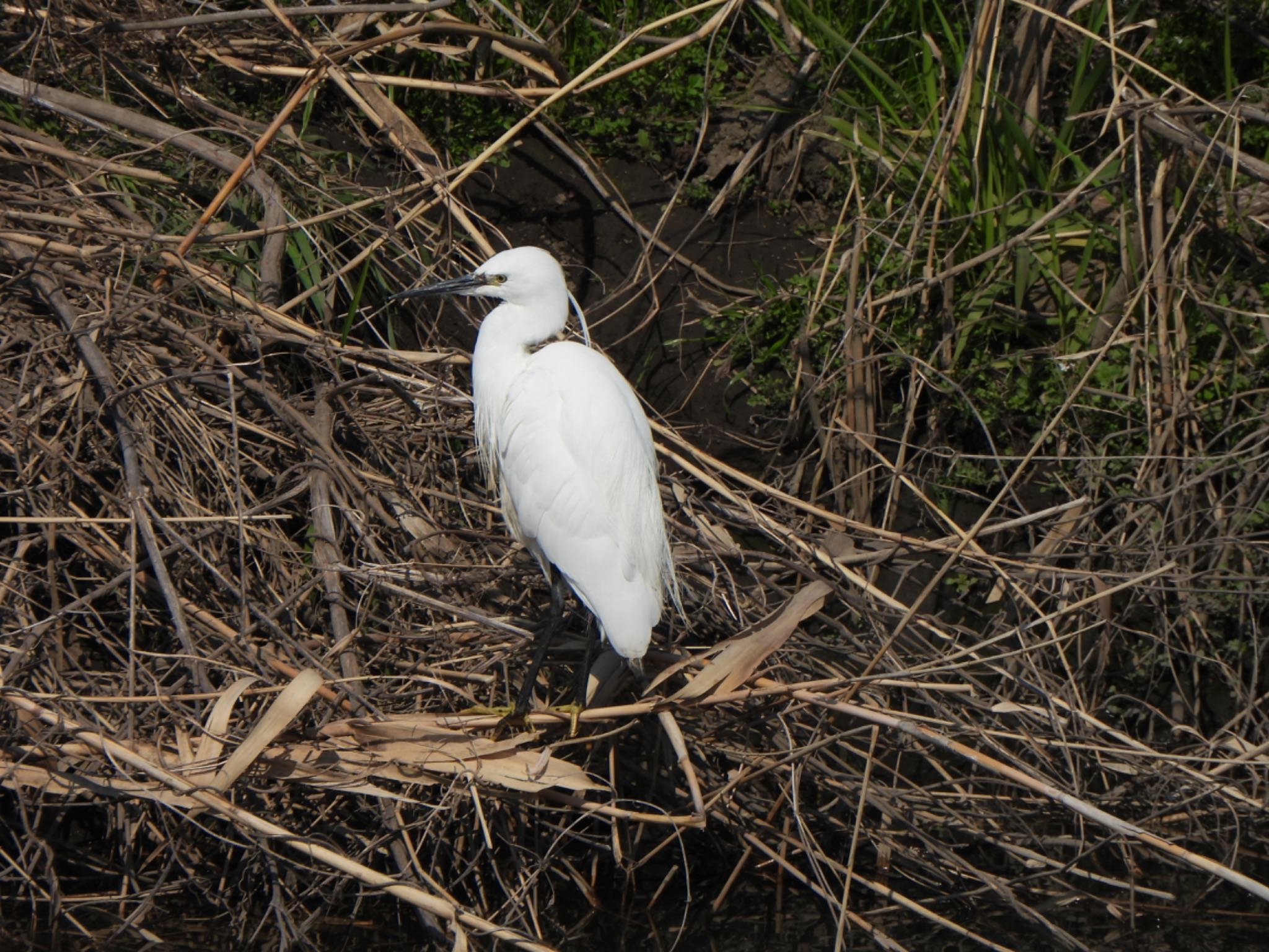 Photo of Little Egret at 芝川第一調節池(芝川貯水池) by ツピ太郎