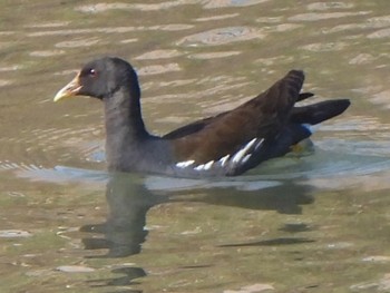 Common Moorhen 芝川第一調節池(芝川貯水池) Sat, 3/16/2024