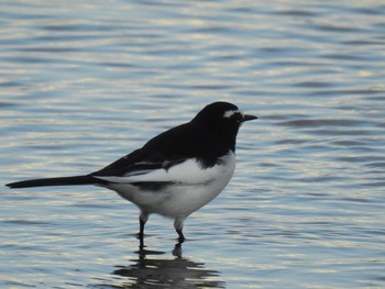 Japanese Wagtail 多摩川 Sun, 12/3/2017