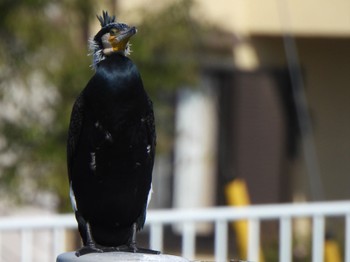 カワウ 芝川第一調節池(芝川貯水池) 2024年3月16日(土)