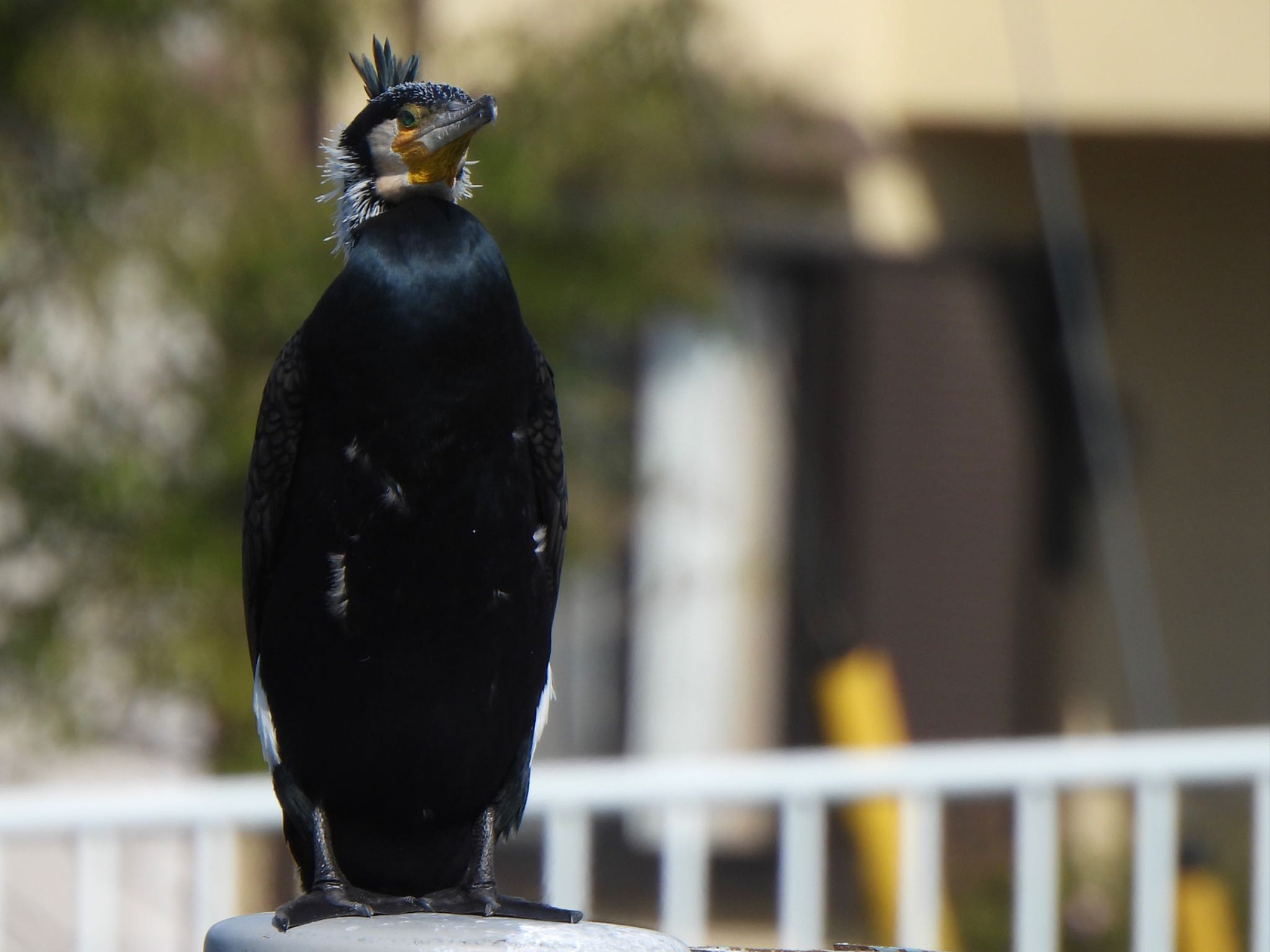 芝川第一調節池(芝川貯水池) カワウの写真 by ツピ太郎