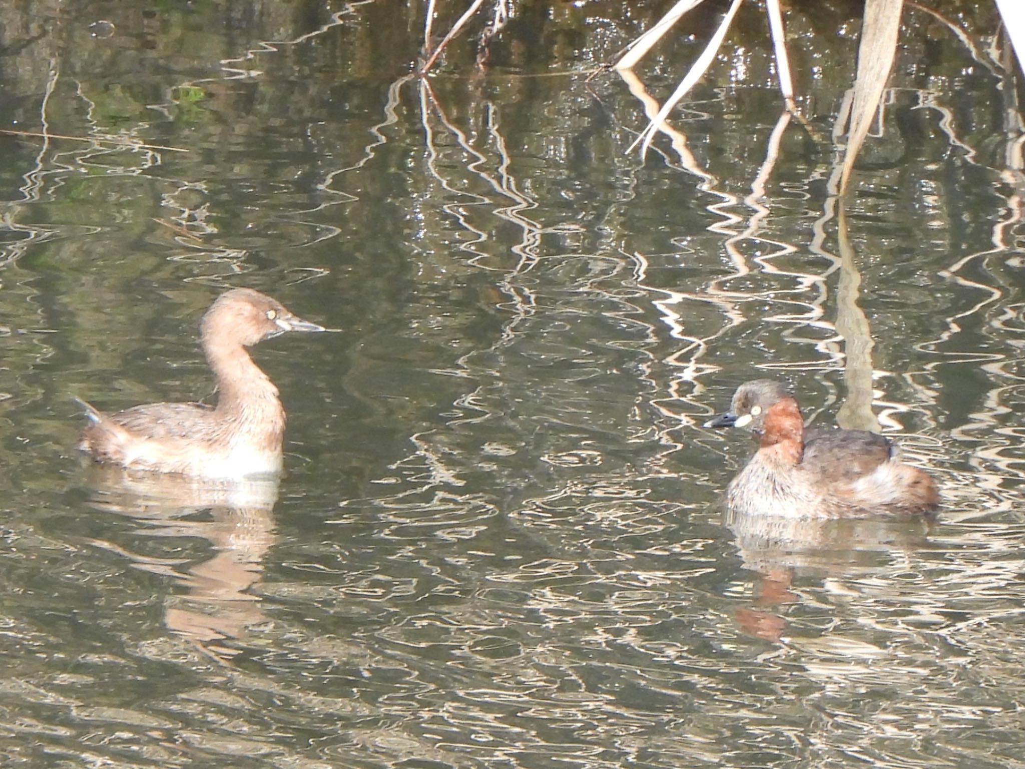 Photo of Little Grebe at 芝川第一調節池(芝川貯水池) by ツピ太郎