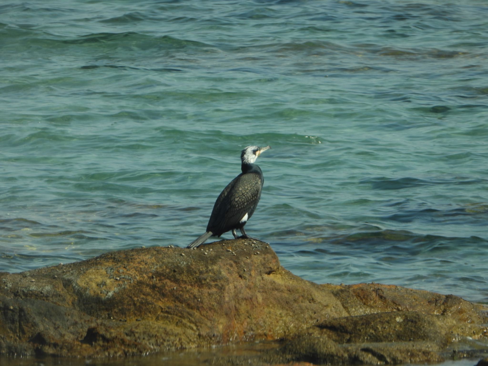  カワウの写真 by Shin