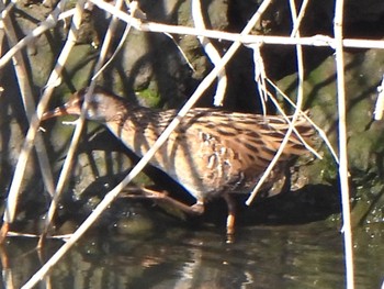 Brown-cheeked Rail 芝川第一調節池(芝川貯水池) Sat, 3/16/2024