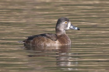 クビワキンクロ こども自然公園 (大池公園/横浜市) 2024年3月16日(土)