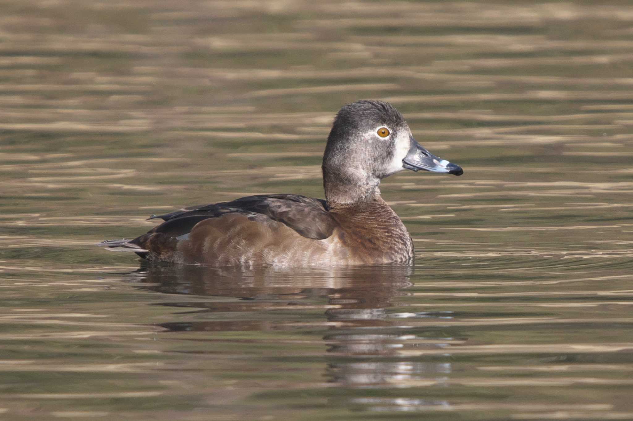 Photo of Ring-necked Duck at Kodomo Shizen Park by Y. Watanabe