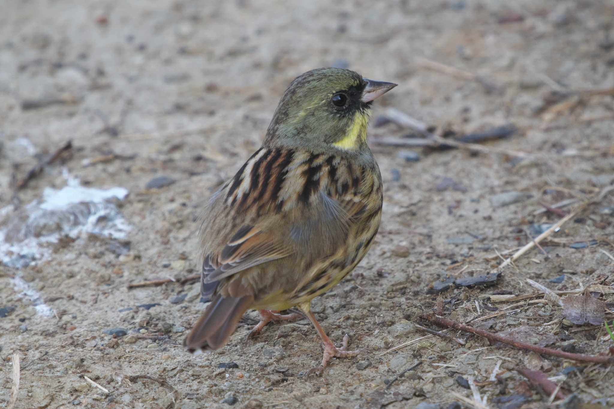 Masked Bunting