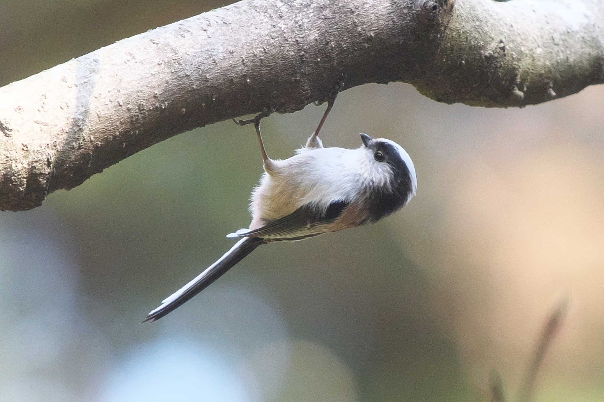 Photo of Long-tailed Tit at Kodomo Shizen Park by Y. Watanabe