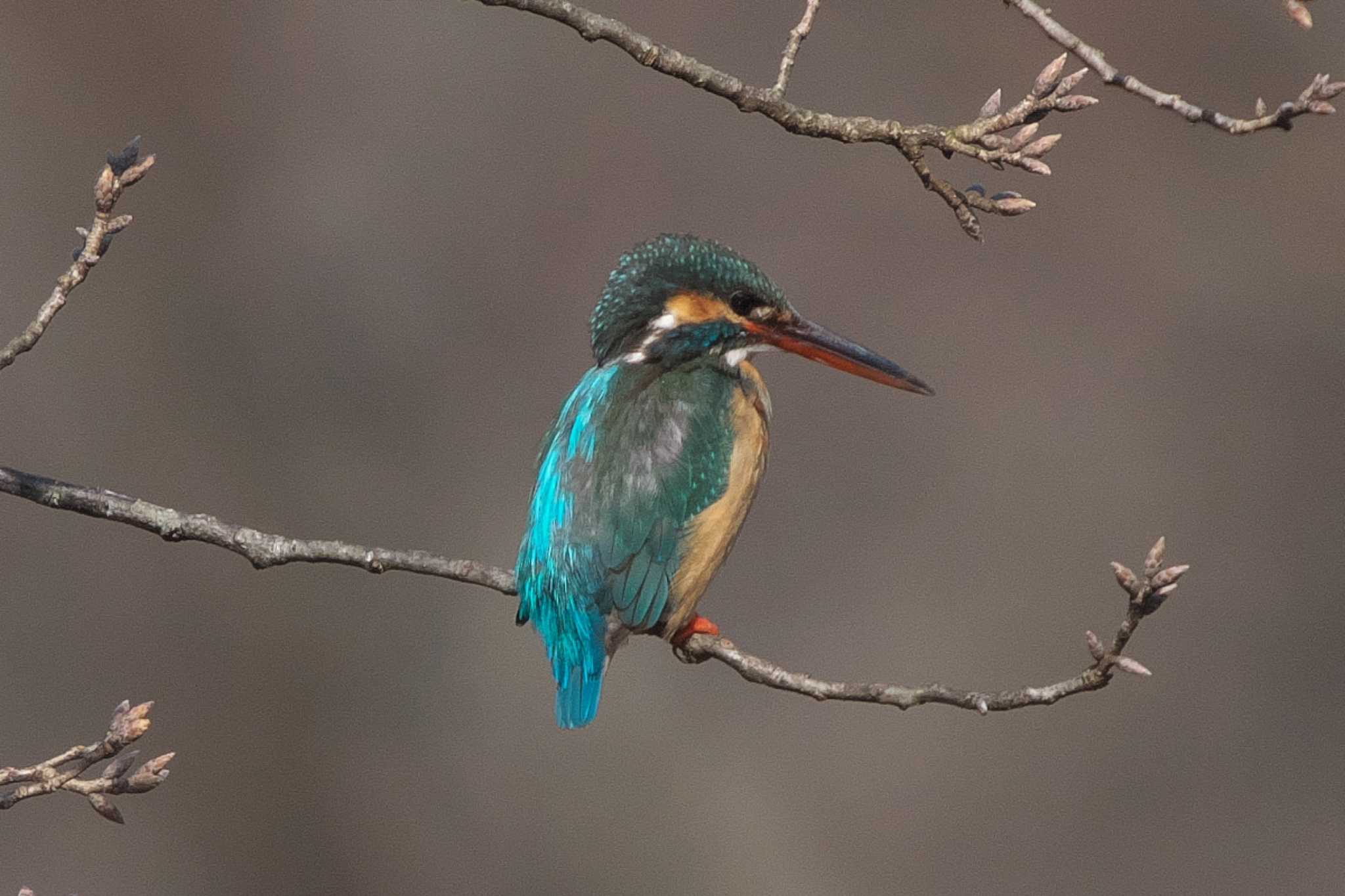 Photo of Common Kingfisher at Kodomo Shizen Park by Y. Watanabe