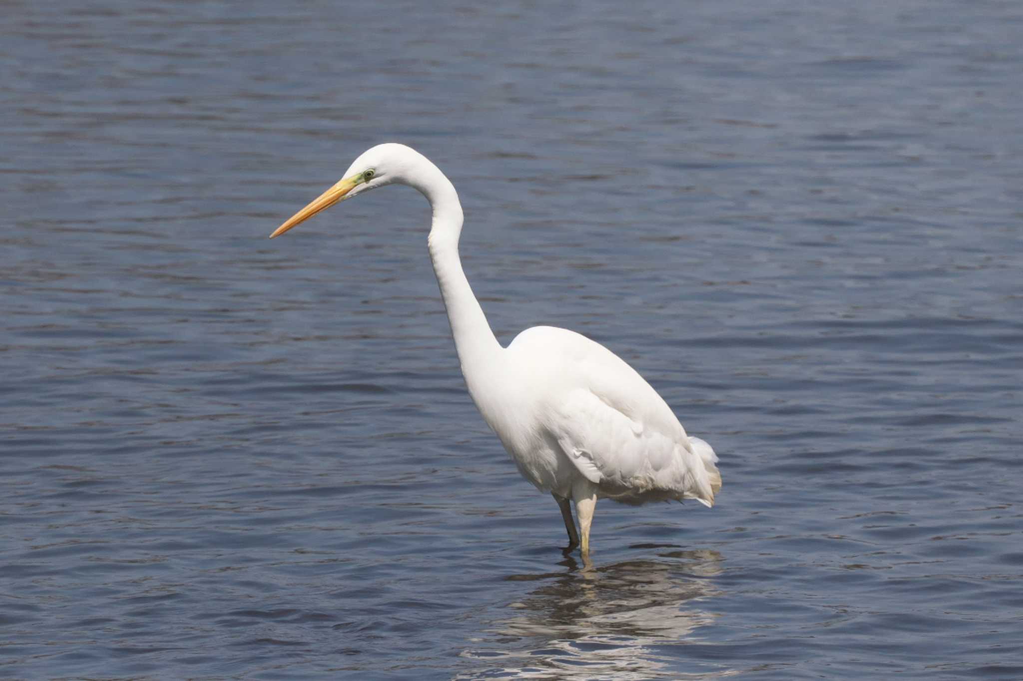 Photo of Great Egret at Kodomo Shizen Park by Y. Watanabe
