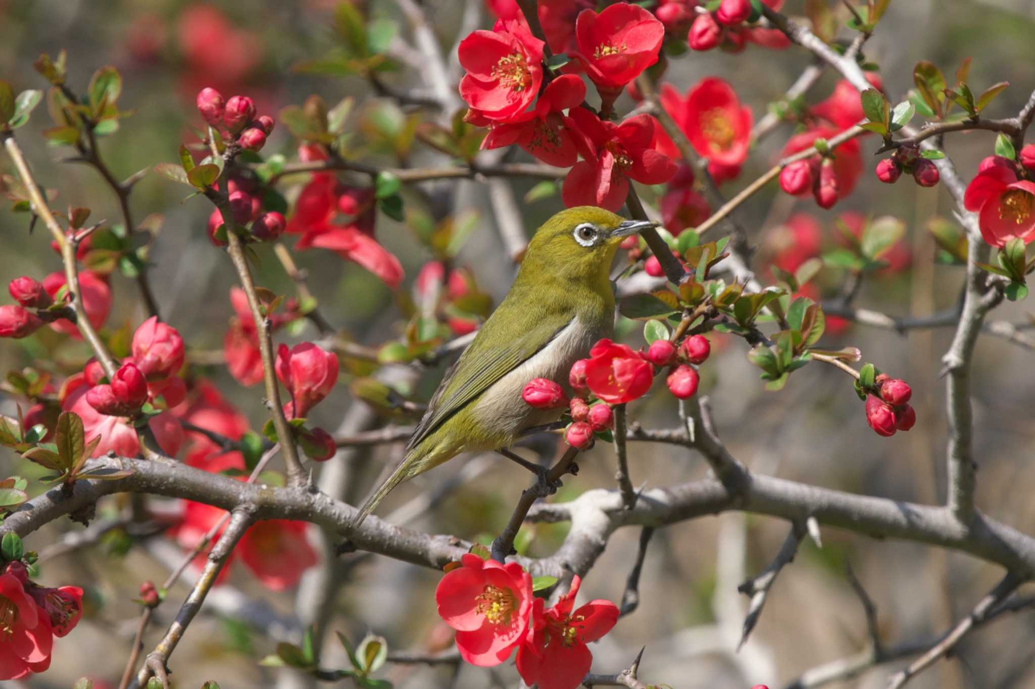 Photo of Warbling White-eye at Kodomo Shizen Park by Y. Watanabe