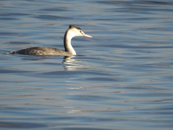 Great Crested Grebe 多摩川 Sun, 12/3/2017