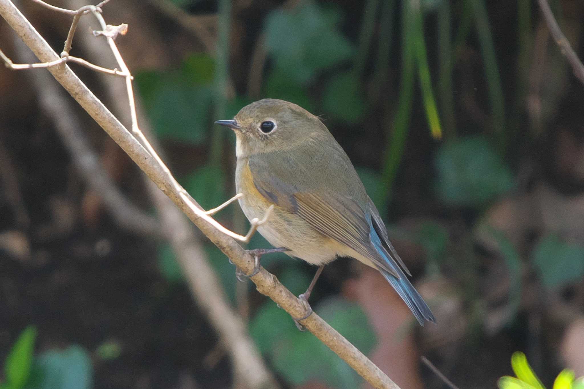 Photo of Red-flanked Bluetail at Kodomo Shizen Park by Y. Watanabe