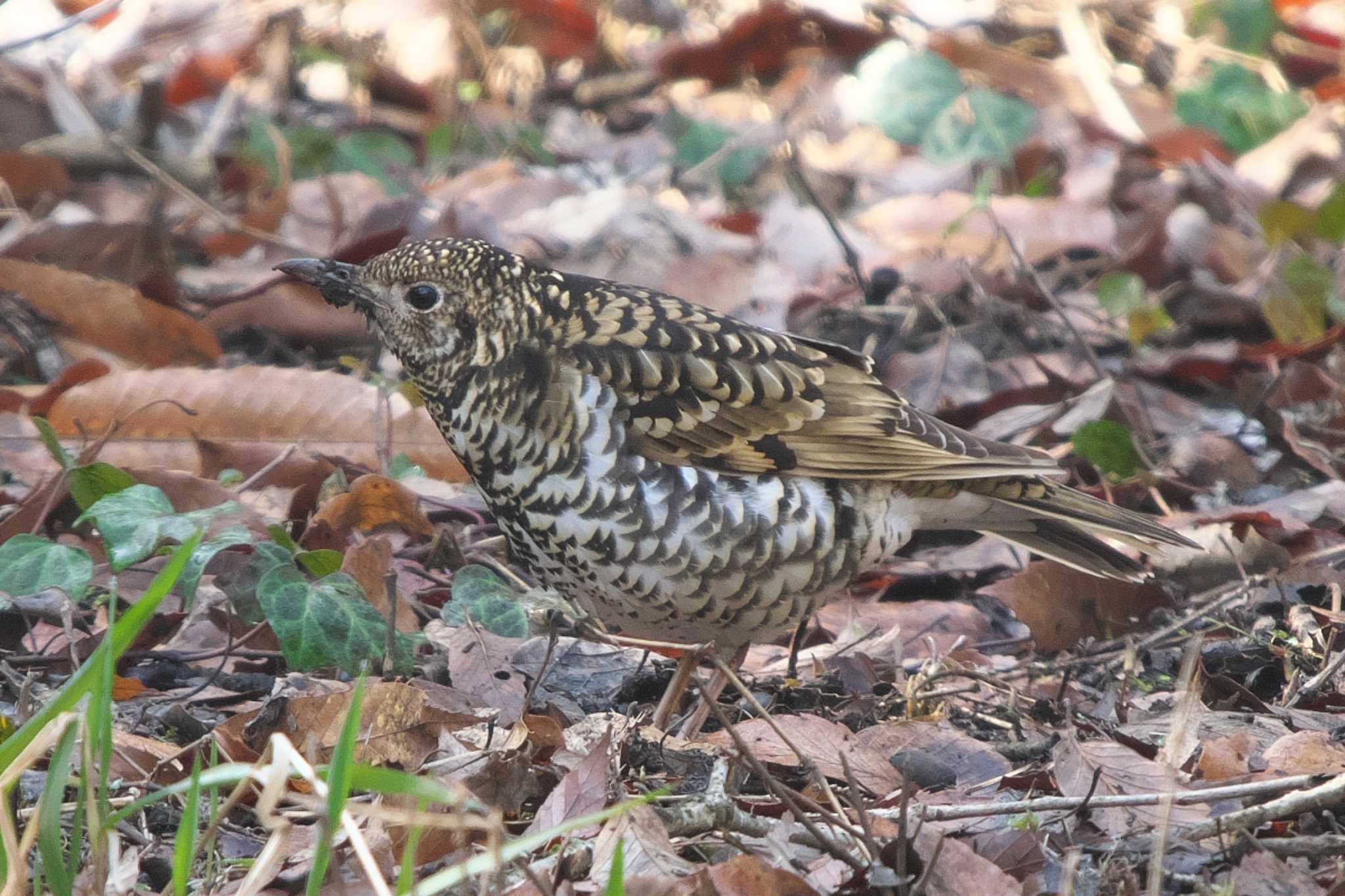 White's Thrush