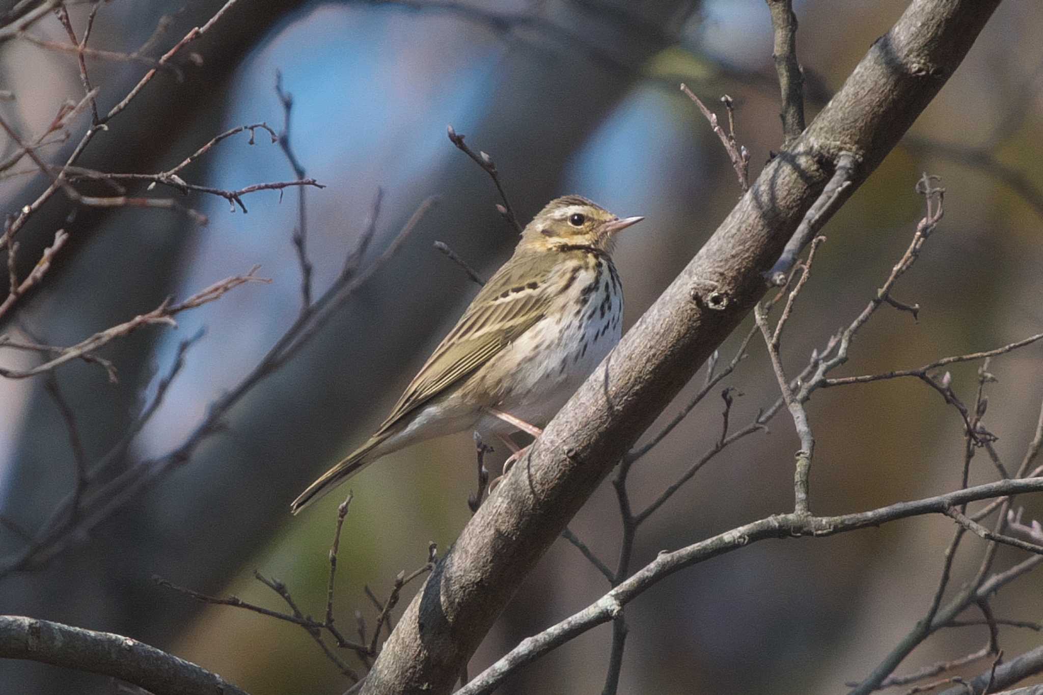 Photo of Olive-backed Pipit at Kodomo Shizen Park by Y. Watanabe