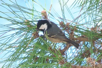 2024年3月16日(土) こども自然公園 (大池公園/横浜市)の野鳥観察記録