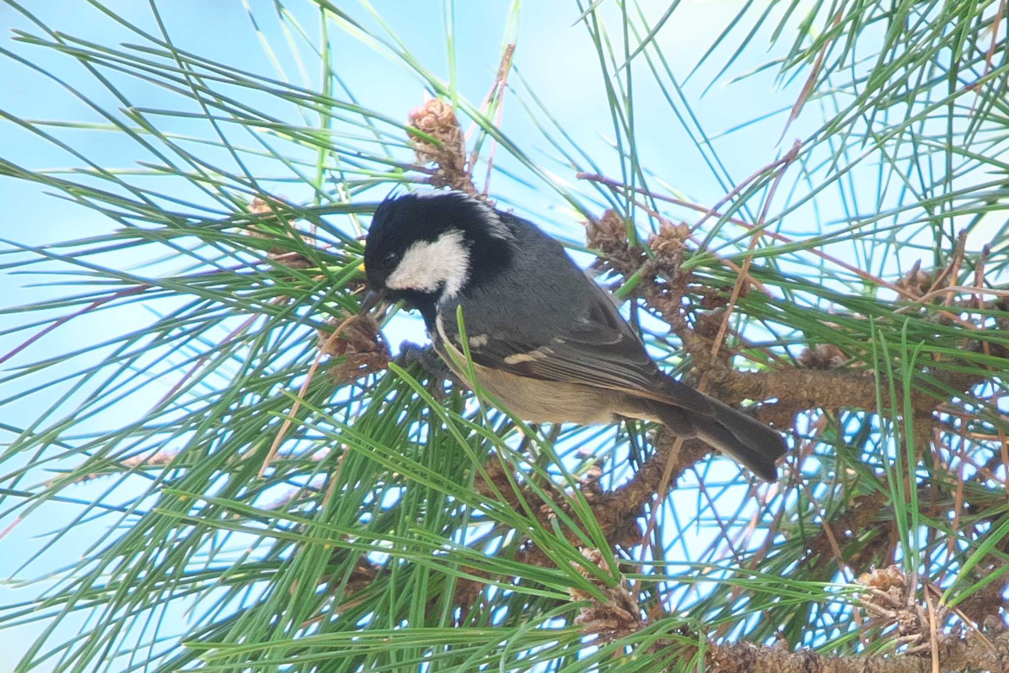 Coal Tit