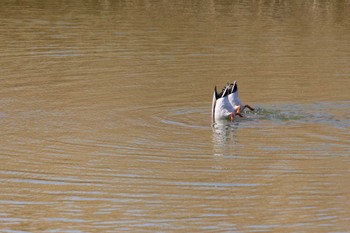 マガモ 葛西臨海公園 2024年3月16日(土)