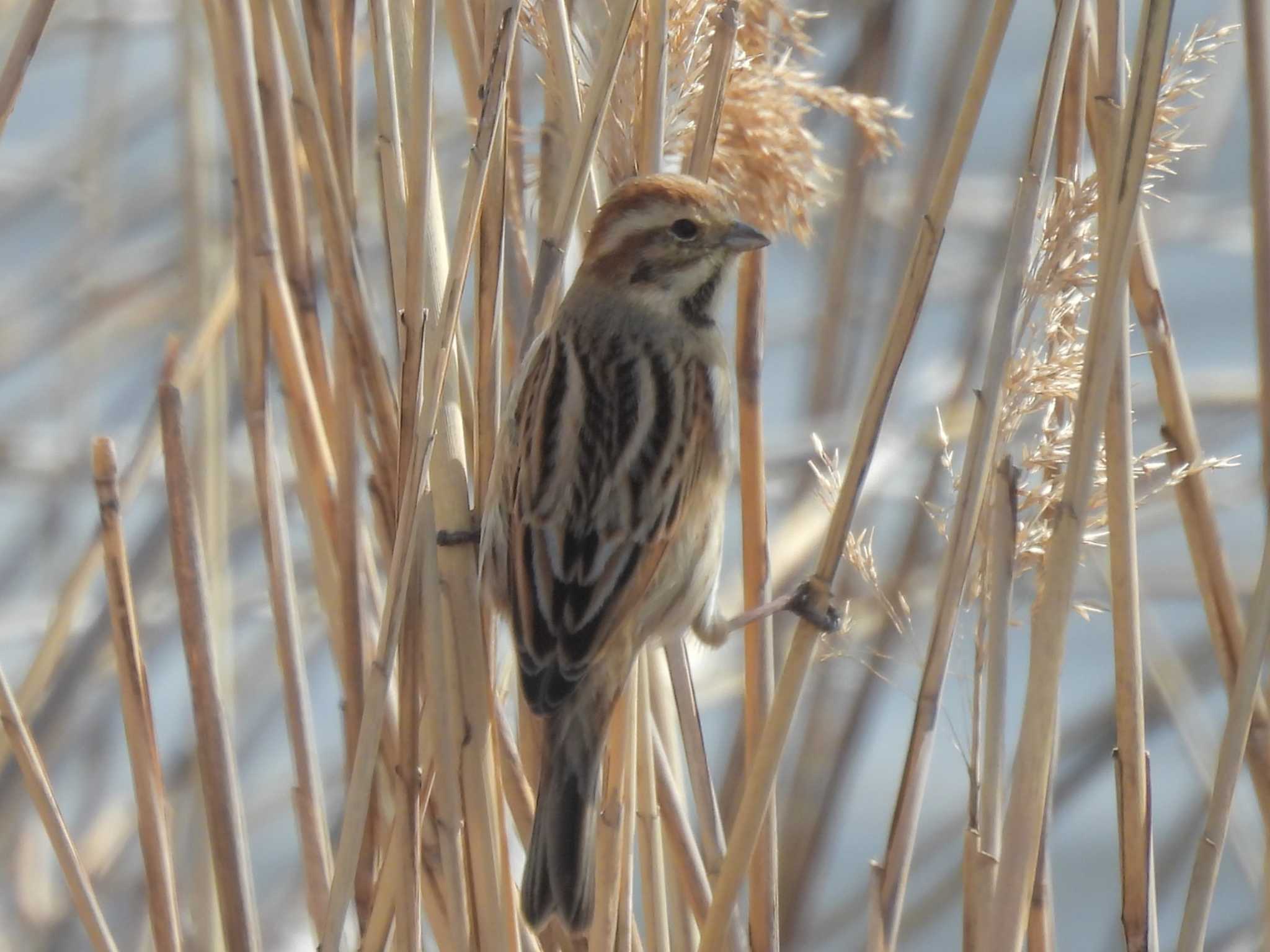 Common Reed Bunting