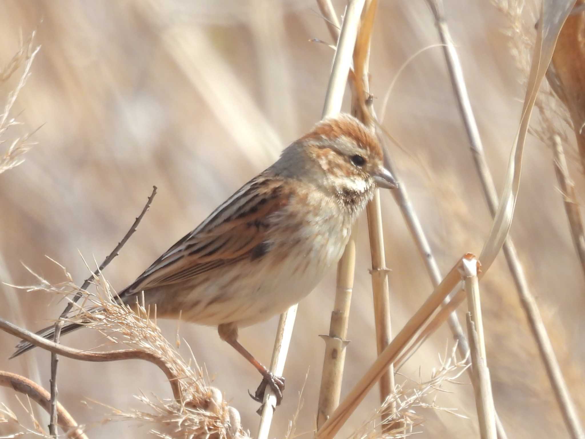 Common Reed Bunting